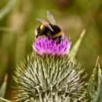 Close-up of a bumblebee collecting nectar from a purple thistle flower