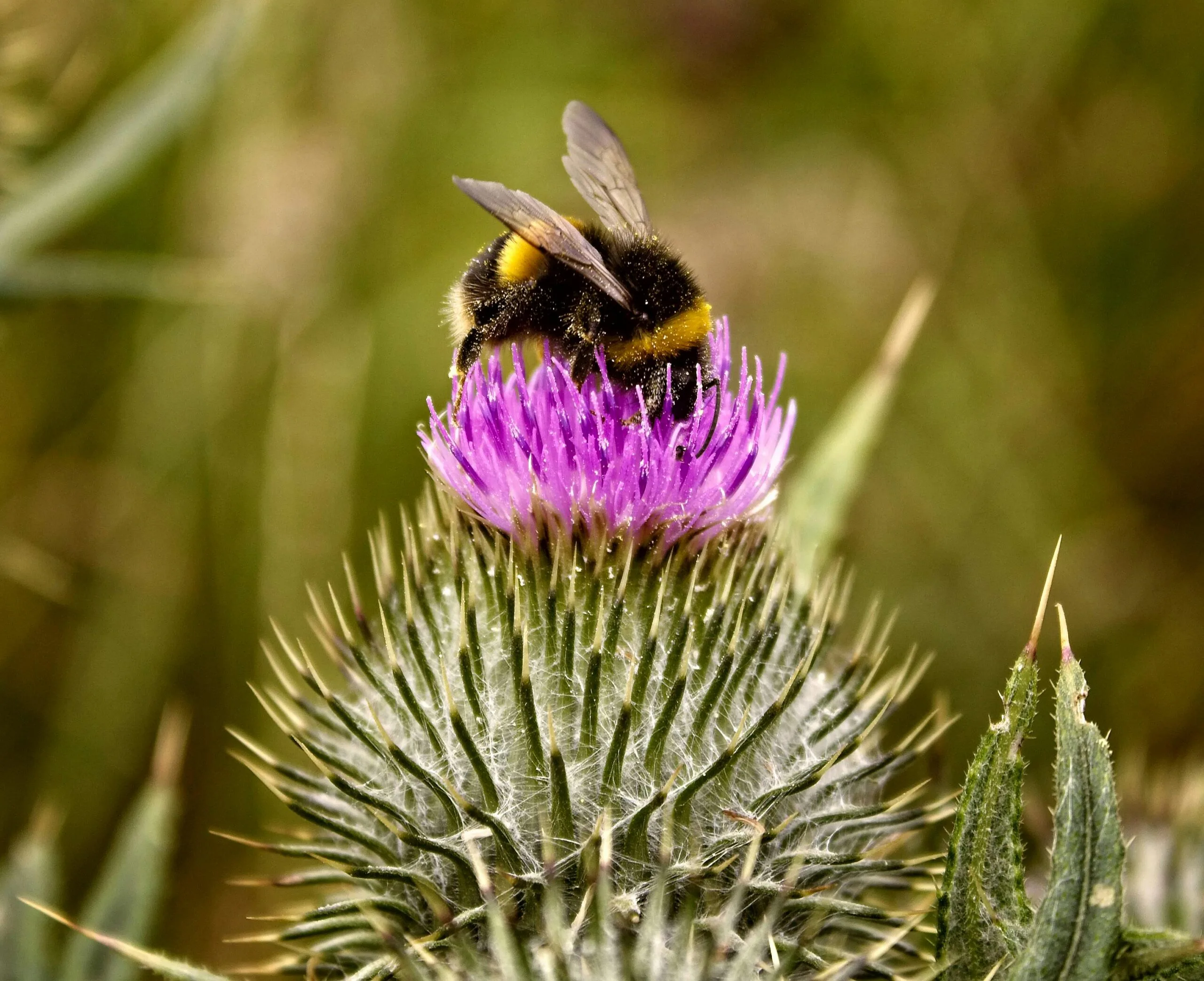 Close-up of a bumblebee collecting nectar from a purple thistle flower