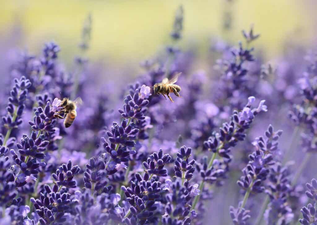Bees pollinating lavender flowers in a vibrant field.