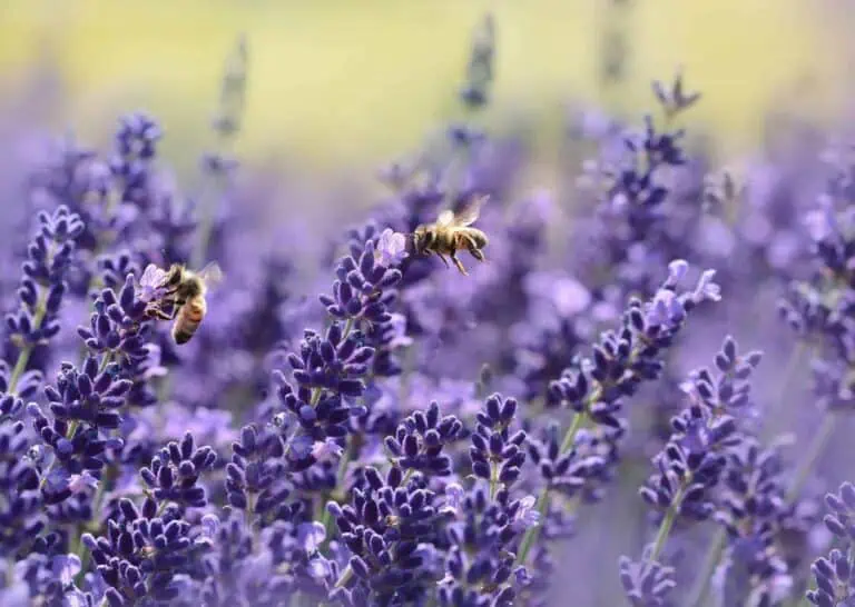 La lavande et les abeilles : un guide complet