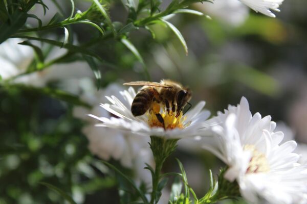 Bee on a Flower