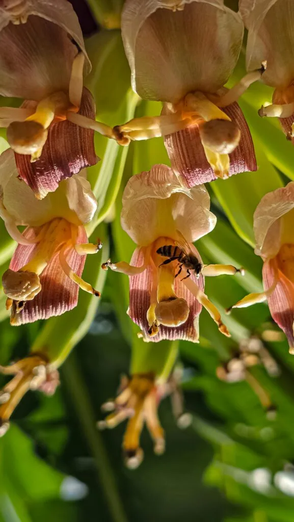 Honeybee Electricity