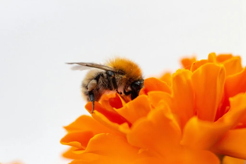 Close-up of a bee pollinating a bright orange flower