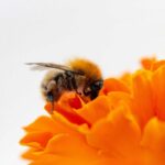 Close-up of a bee pollinating a bright orange flower