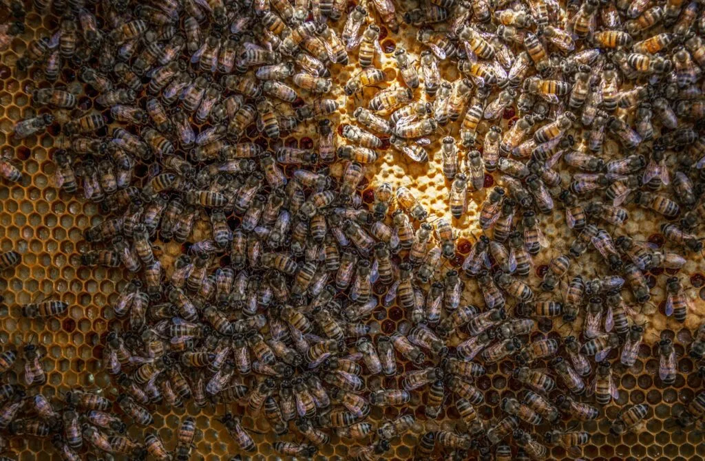 Honey and Veganism: Ethics and Sustainability Examined 5 Honeybee electricity