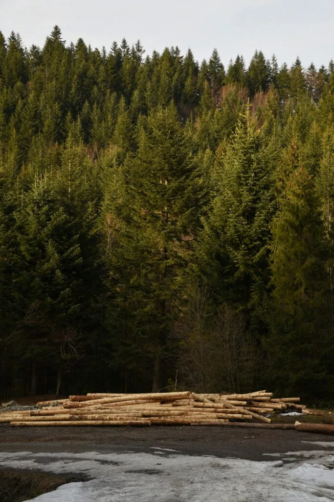 Forests: Top Benefits of Forest Conservation in 2026 8 Deforestation