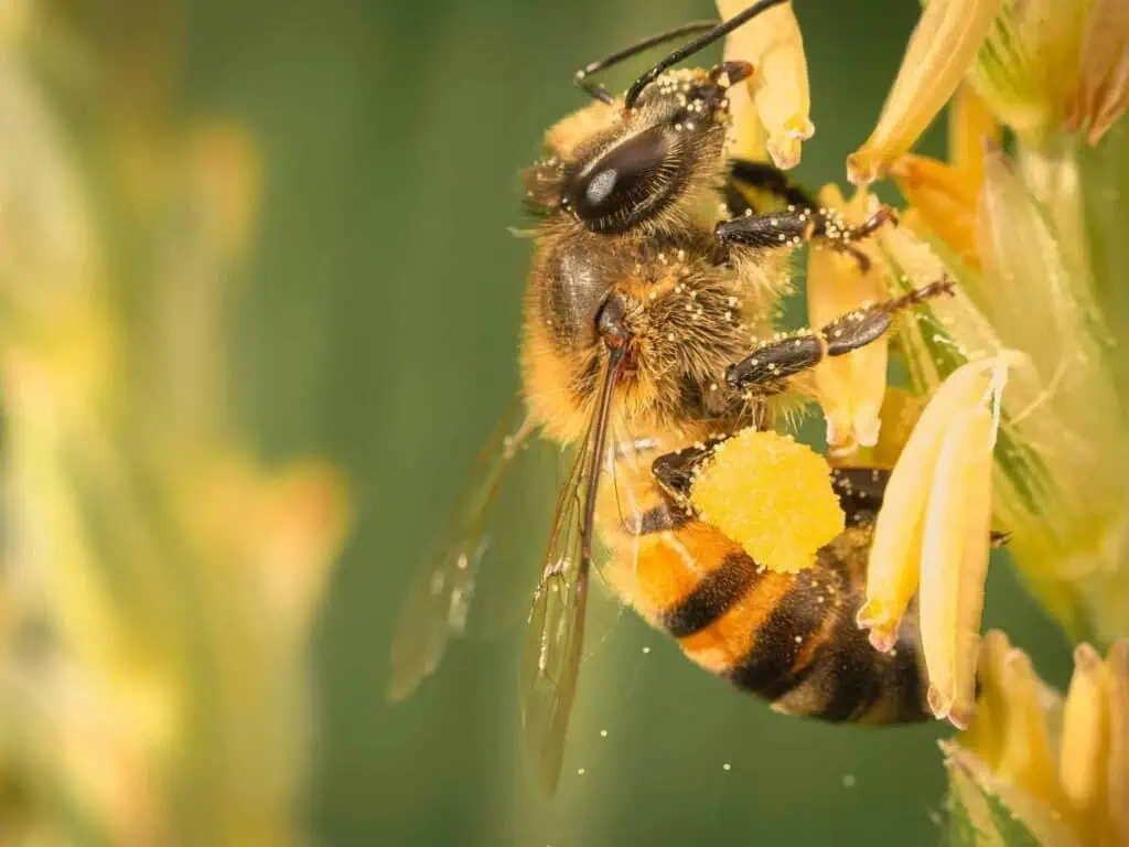 Bumblebee vs HoneyBee - Honeybee collecting nectar from yellow flowers with pollen basket full on its hind leg