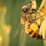 Bumblebee vs HoneyBee - Honeybee collecting nectar from yellow flowers with pollen basket full on its hind leg