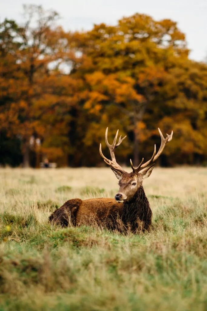 Forests: Top Benefits of Forest Conservation in 2026 20 Deer in UK