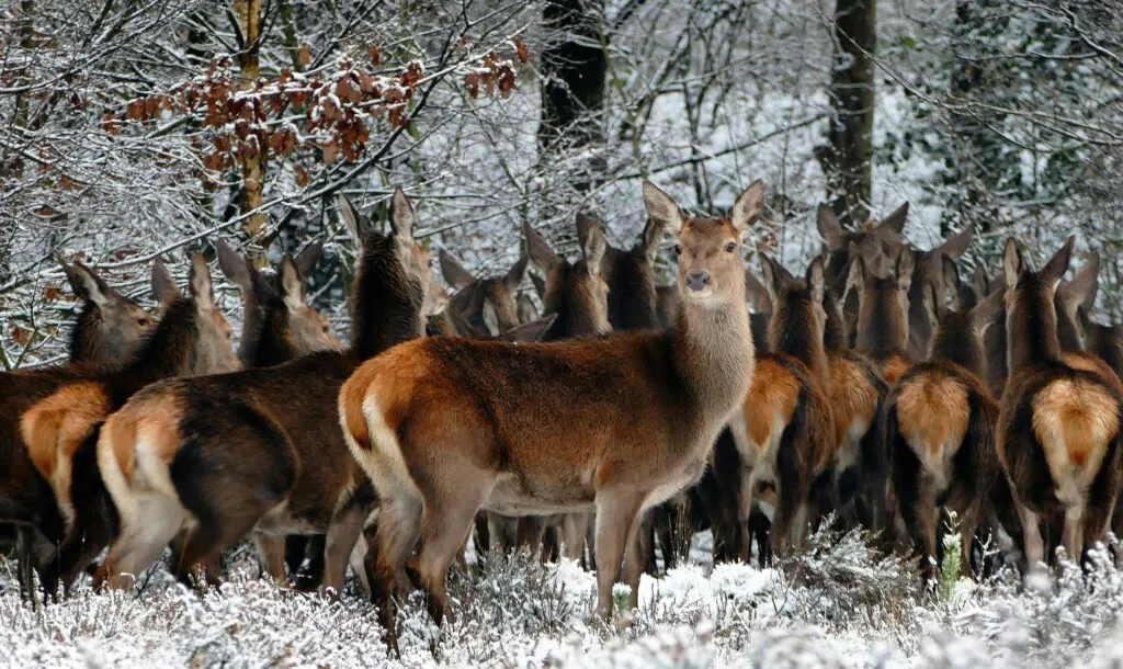 Forests: Top Benefits of Forest Conservation in 2026 5 Deer in the Forest