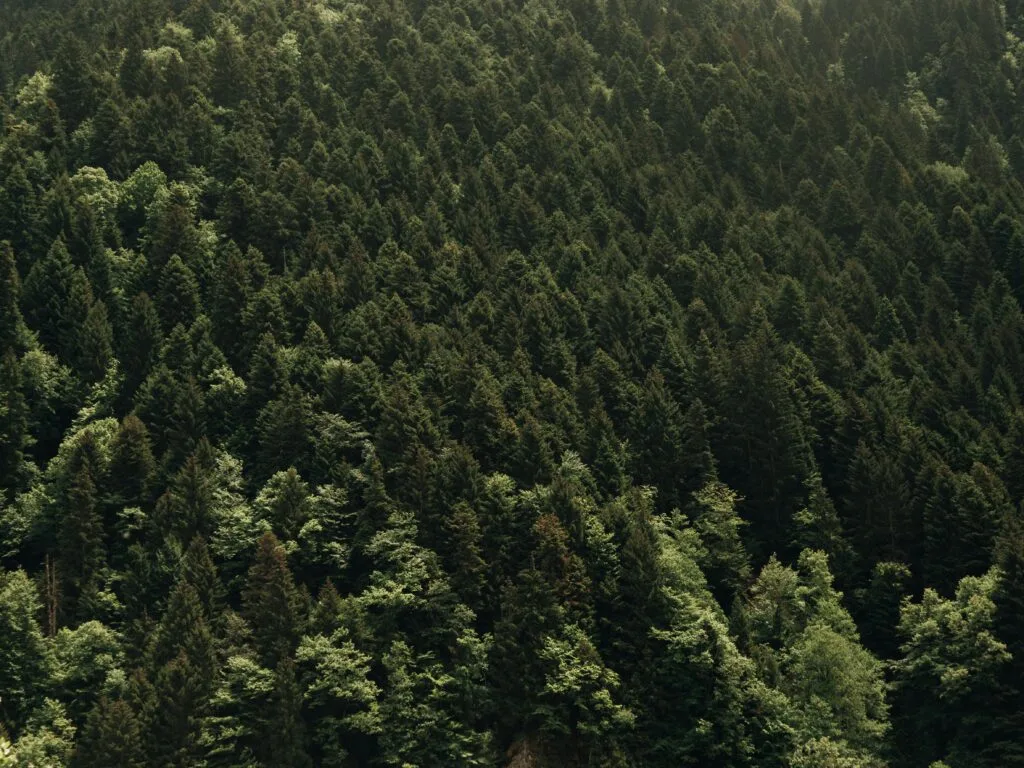 Forests: Top Benefits of Forest Conservation in 2026 6 Forests