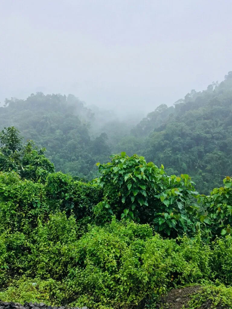 Forests: Top Benefits of Forest Conservation in 2026 2 Lush tropical forest with dense green foliage and mist-covered hills in the background.
