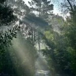 Forests: Top Benefits of Forest Conservation in 2026 23 Temperate Forest