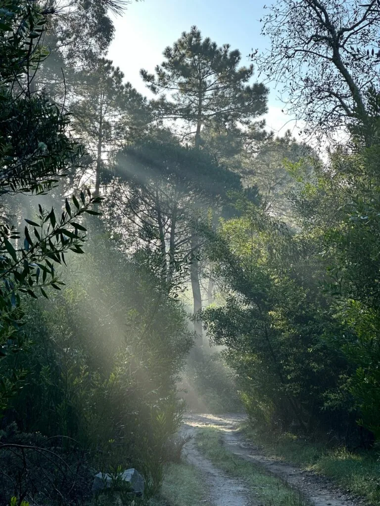 Forests: Top Benefits of Forest Conservation in 2026 3 Temperate Forest