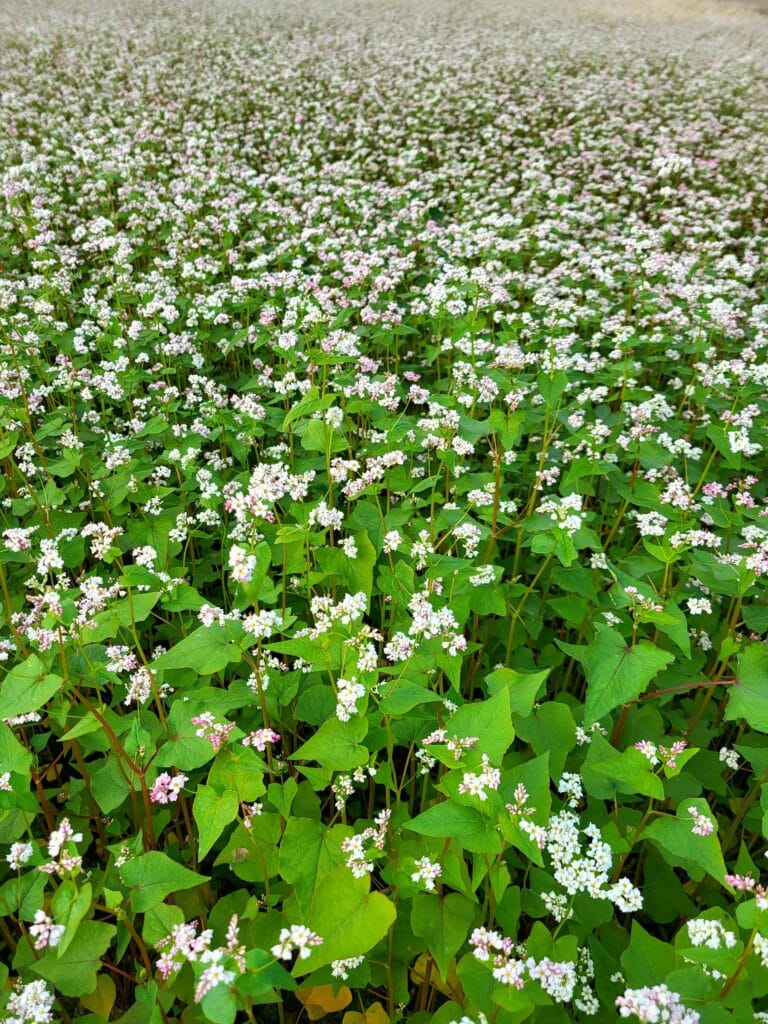 Buckwheat