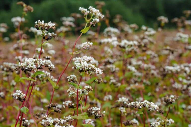 Health Benefits And Delicious Recipes with Buckwheat