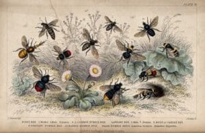 Victorian bee illustration. Victorian 1855 illustration of twelve bee species by J. Bishop after J. Stewart