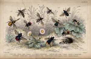 Victorian bee illustration. Victorian 1855 illustration of twelve bee species by J. Bishop after J. Stewart