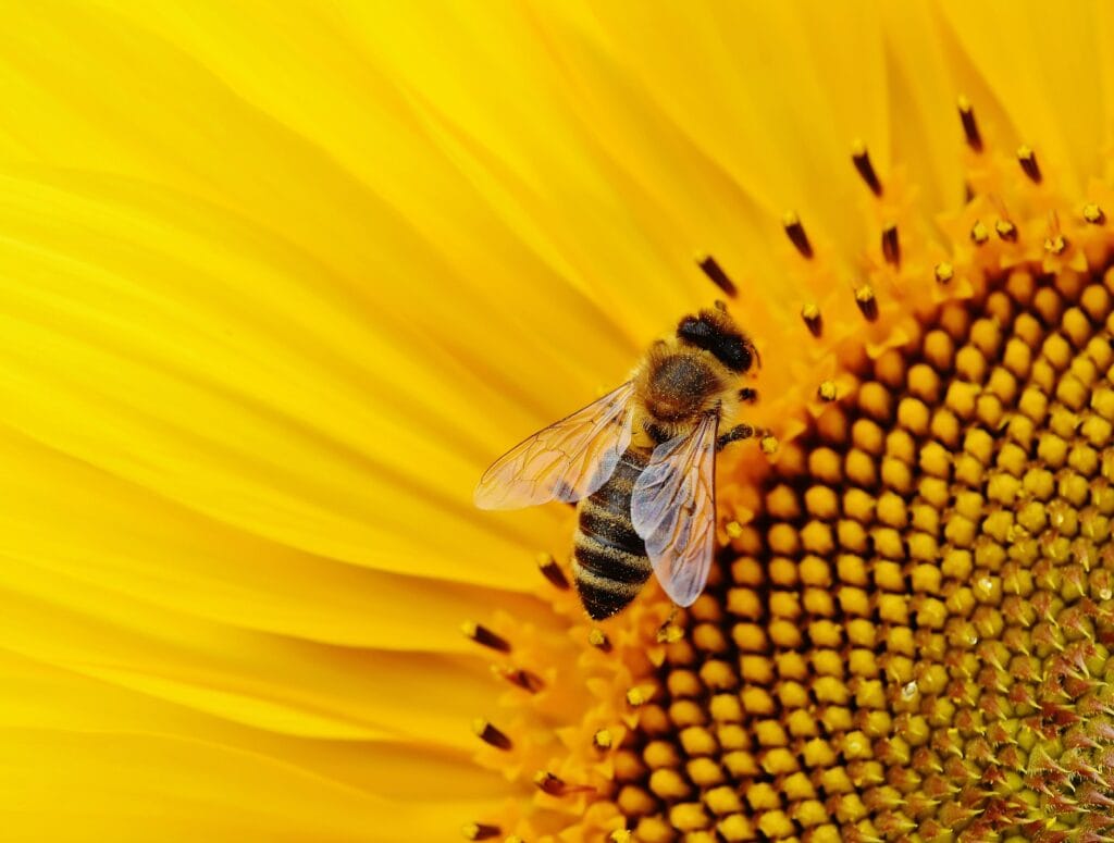 Honeybee collecting nectar from a bright yellow sunflower in full bloom