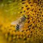 Honeybee collecting nectar from a sunflower, highlighting pollination and honey production
