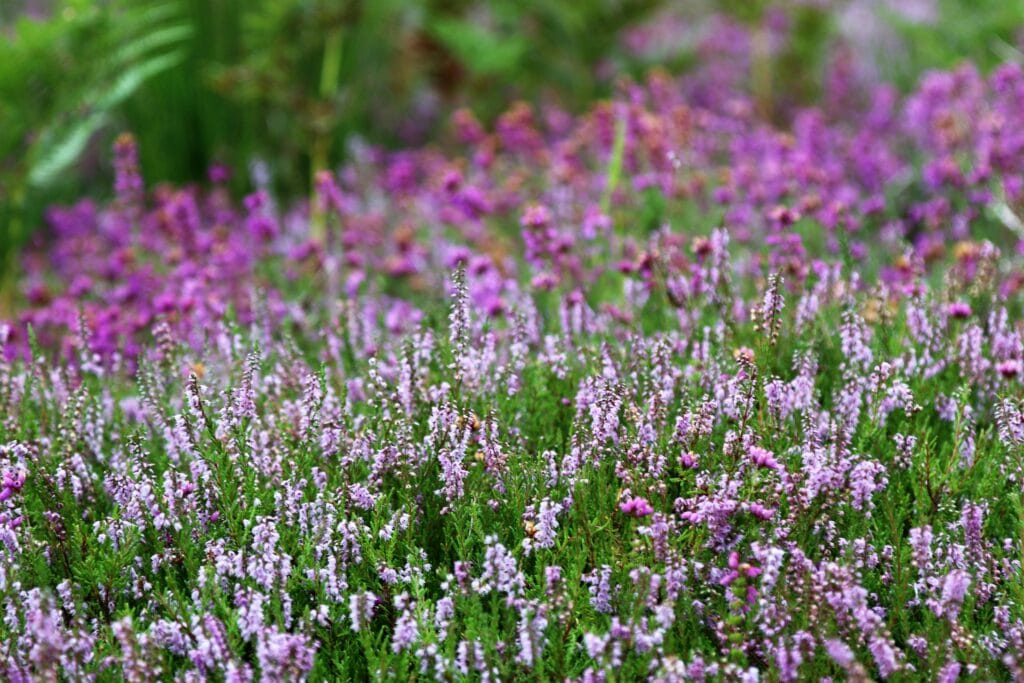 Lush field of blooming purple and pink heather flowers with green stems in full summer bloom