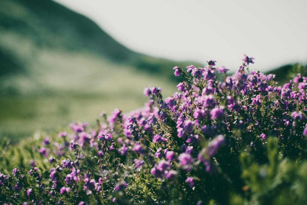 Close-up of blooming purple heather flowers in soft natural light with blurred hills in the background