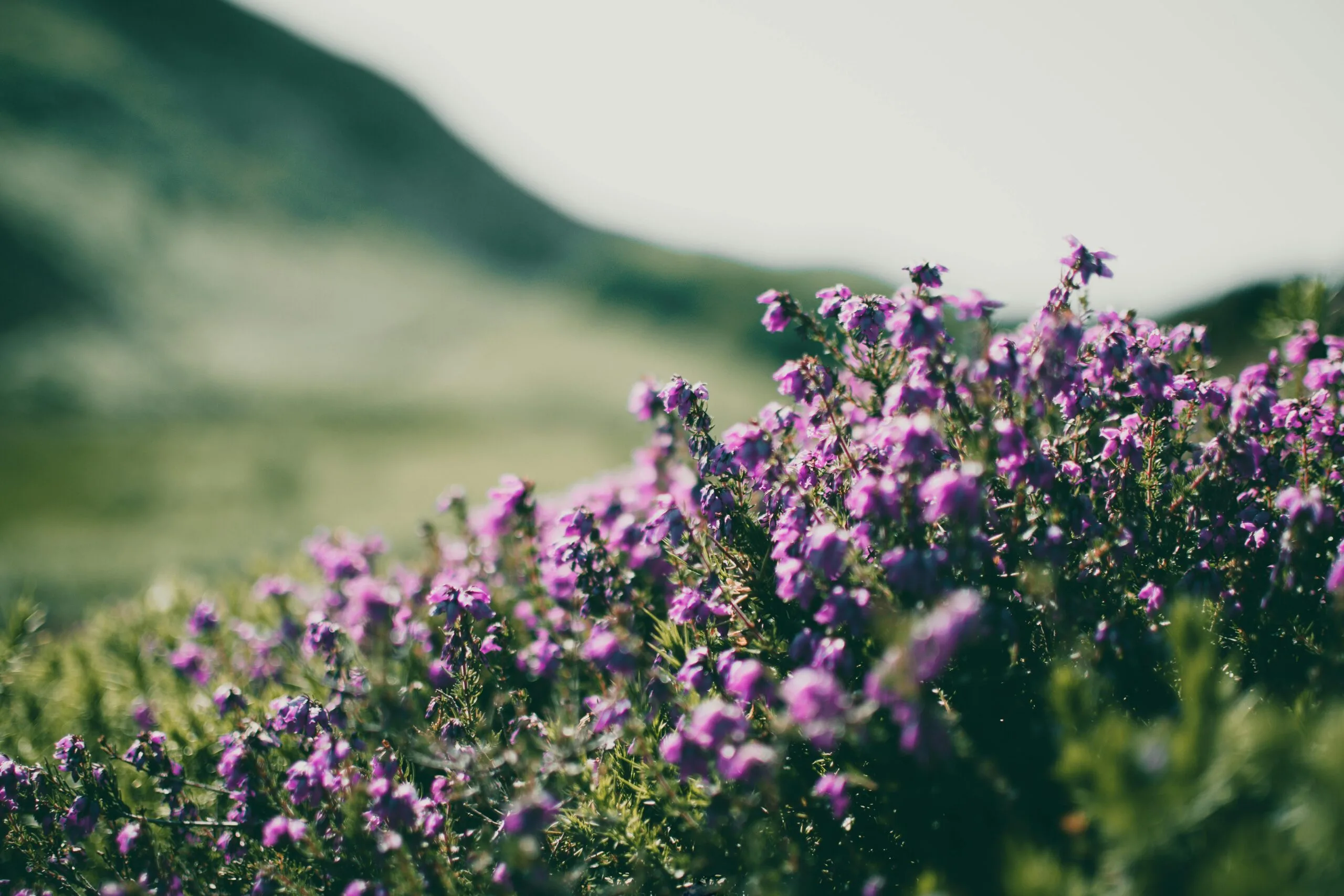 Purple ling heather in full bloom across the Yorkshire Moorlands in late summer