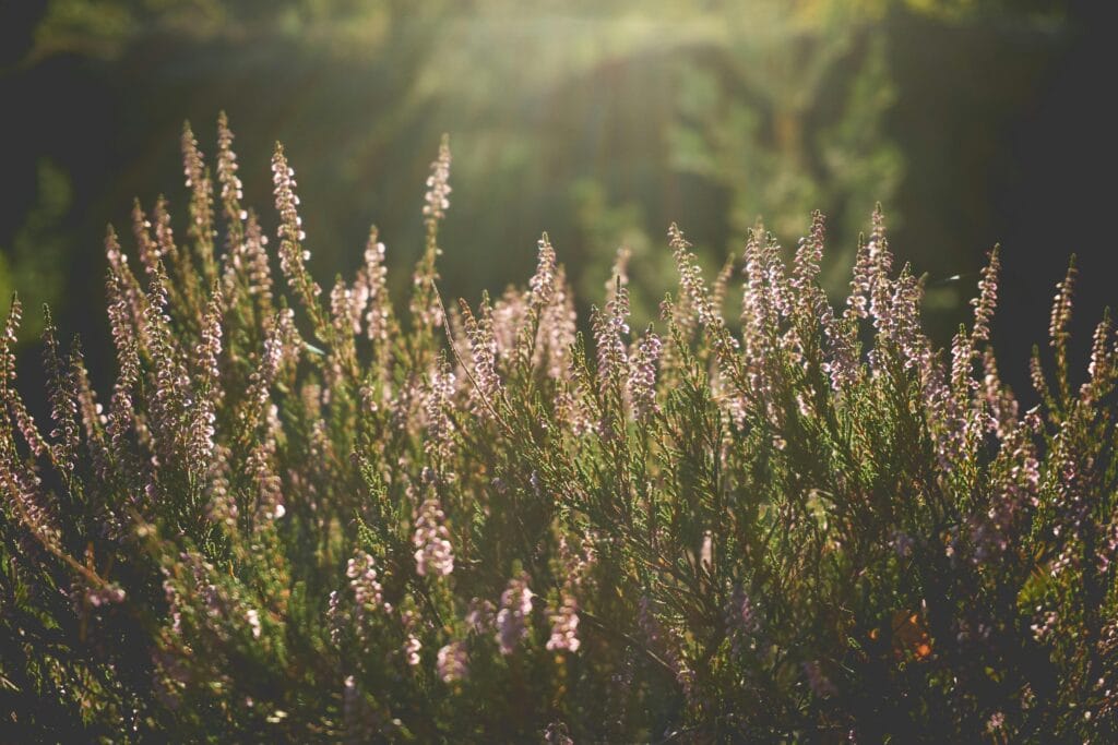 Sunlit heather flowers glowing in soft golden light with a blurred green forest background