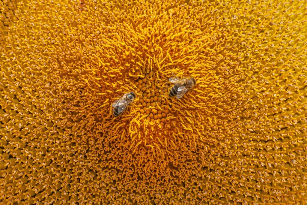 Two bees pollinating a sunflower in a summer field