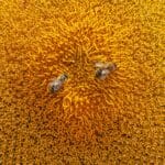 Two bees pollinating a sunflower in a summer field