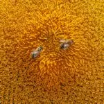 Forests: Top Benefits of Forest Conservation in 2026 24 Two bees pollinating a sunflower in a summer field