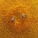 Two bees pollinating a sunflower in a summer field