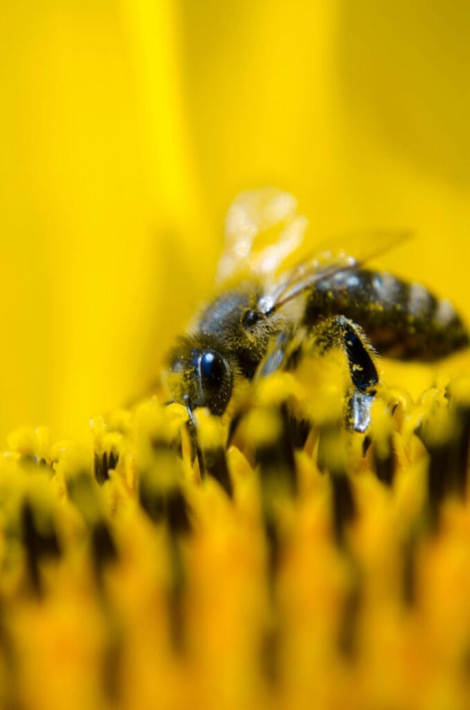 Extreme close-up of honeybee collecting pollen from sunflower petals