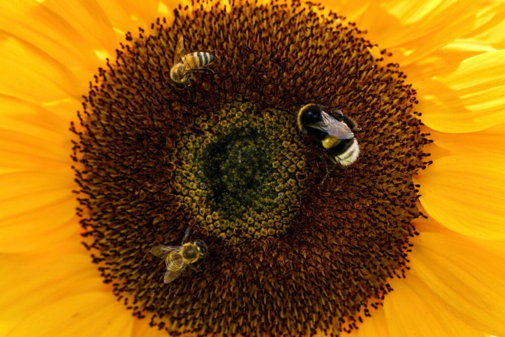 Three bees foraging on the central disk of a sunflower blossom