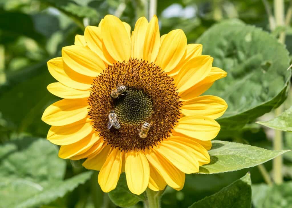 Bright sunflower with bees collecting nectar for honey production.