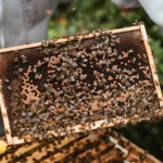 Kosher Honey Explained 9 Beekeeper inspecting a honeycomb frame inside a wooden hive, demonstrating traditional and sustainable beekeeping.