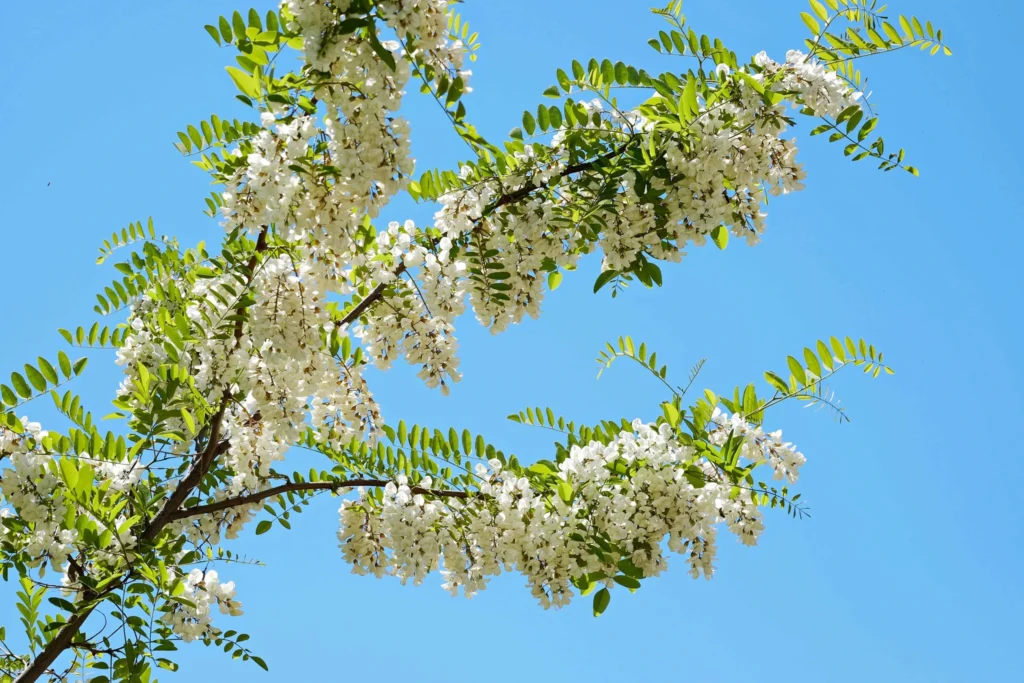 spring blossoms on green branches against a clear blue sky, symbolising natural nectar sources for bees.