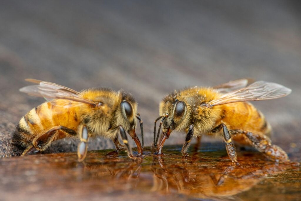 Two honeybees drinking sweet water from a shallow natural surface, captured in a detailed close-up showing their wings, legs, and reflections.