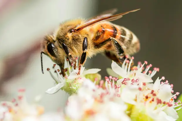 Syrups & Sweeteners: Raw Honey 3 Honey bee collecting nectar from white blossom flowers, illustrating the natural pollination behind HoneyBee & Co. raw honey.
