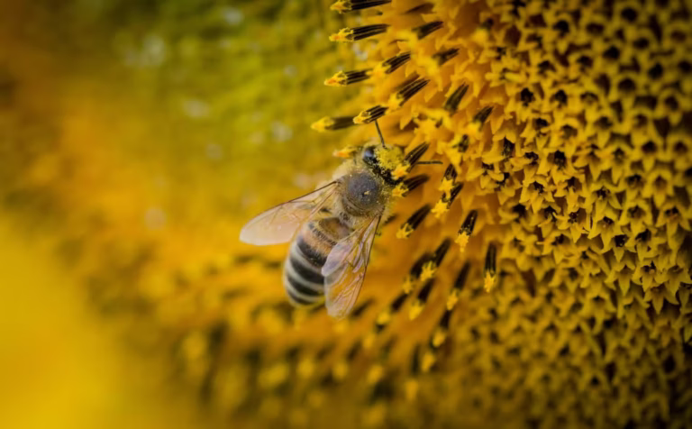 The Unique Sunflower Honey Taste Explained