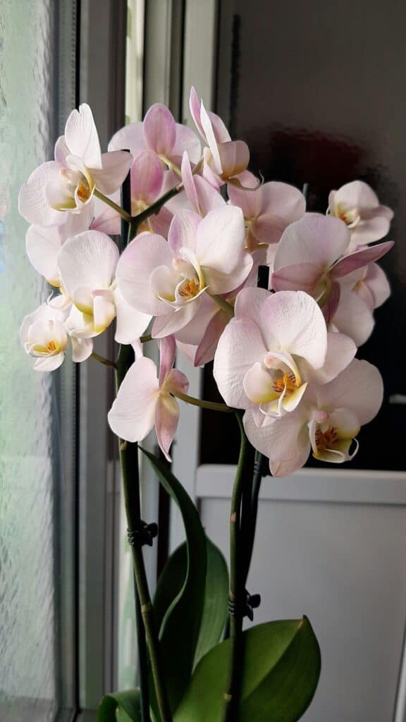 Orchids blooming near a window, highlighting their beauty and role in supporting bee ecology.