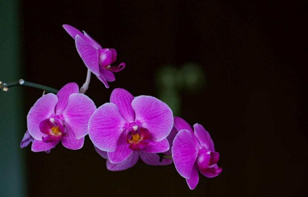 Vibrant pink orchids attracting bees and pollinators outdoors.
