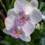 Orchids attracting bees in the garden, highlighting their ecological role and beauty.