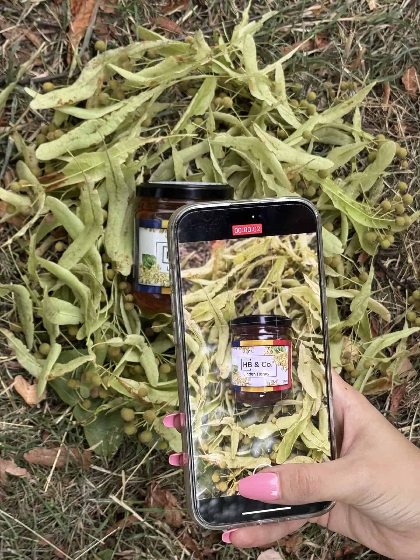 Tilia (linden / lime tree) in bloom in Transylvania