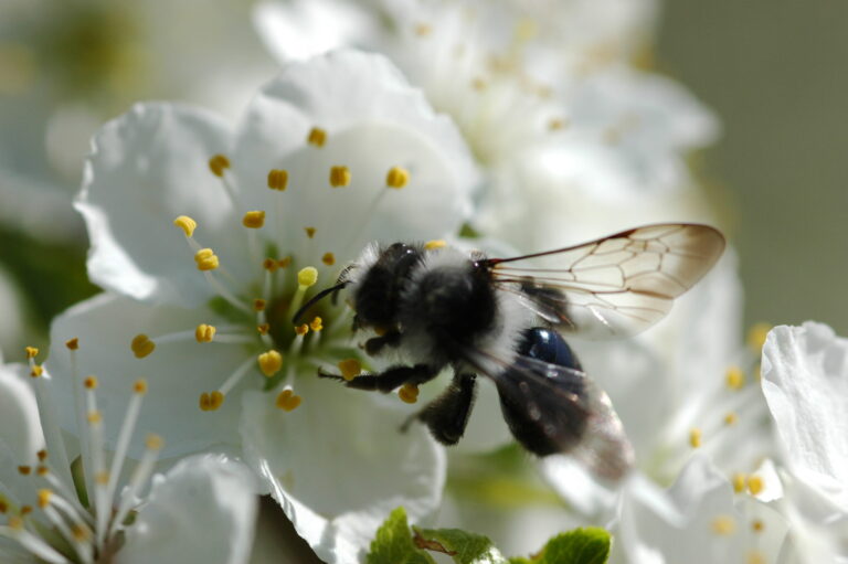 Ashy Mining Bee: Andrena cineraria