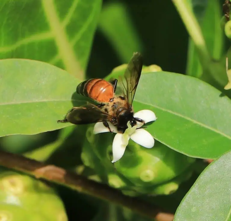 Ape gigante (Apis dorsata): Guida completa alle specie