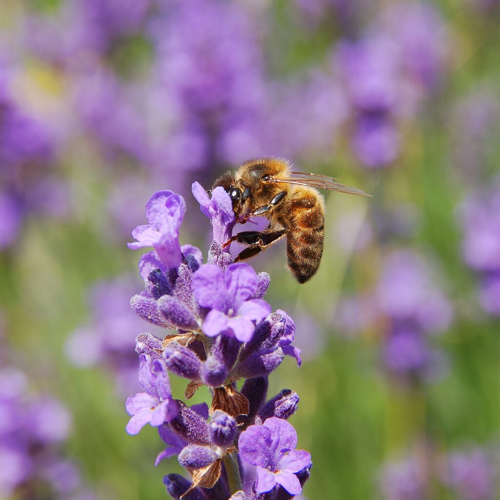 Western Honeybee (Apis mellifera): Complete Guide 12 Apis mellifera 2 Luc Viatour
