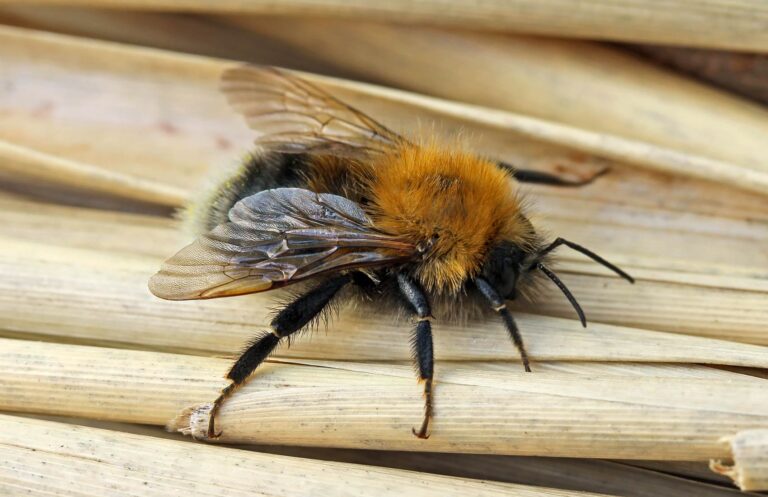 Tree Bumblebee