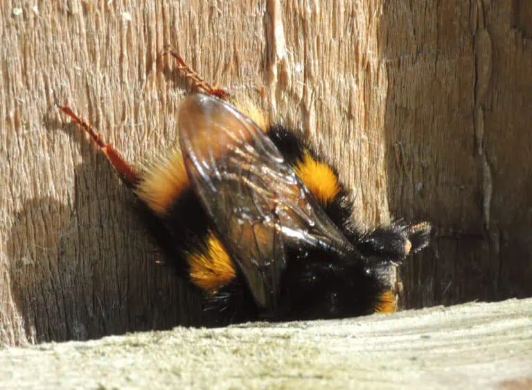 Bombo dalla coda bufalina (Bombus terrestris): Guida completa