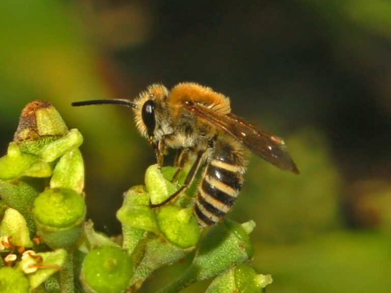 Ivy Bee (Colletes hederae): Britain’s Autumn Bee